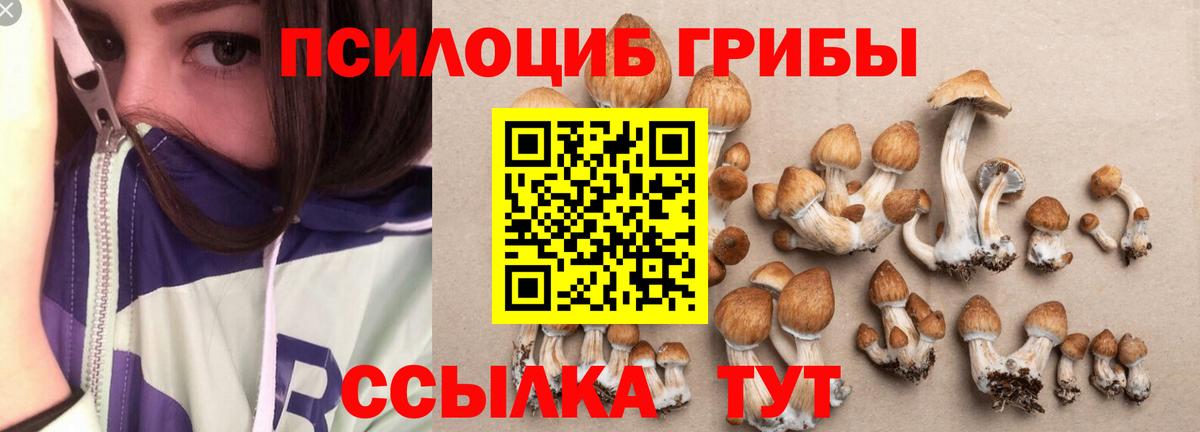 Ногинск  Галлюциногенные грибы GOLDEN TEACHER  где купить наркоту  Вход с VPN  Галлюциногенные грибы GOLDEN TEACHER 